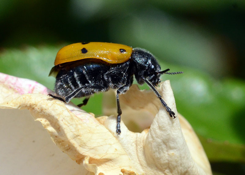 Lachnaia italica (Chrysomelidae), femmina